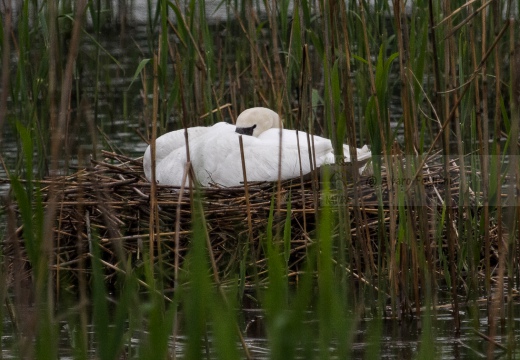 CIGNO REALE  - Mute Swan - Cygnus olor - Luogo: Oasi Alberone (BG) - Autore: Alvaro - 
