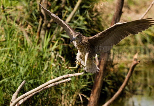 NITTICORA (Giovane) - Night Heron - Nycticorax nycticorax - Luogo: Oasi della Fitodepureazione “Le Meleghine” (MO) - Autore: Alvaro 