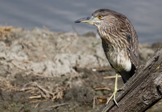 NITTICORA (Giovane) - Night Heron - Nycticorax nycticorax - Luogo: Oasi della Fitodepureazione “Le Meleghine” (MO) - Autore: Alvaro 