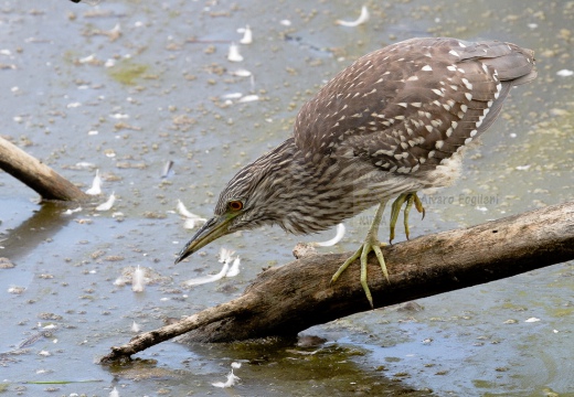 NITTICORA (Giovane) - Night Heron - Nycticorax nycticorax - Luogo: Oasi della Fitodepureazione “Le Meleghine” (MO) - Autore: Alvaro 