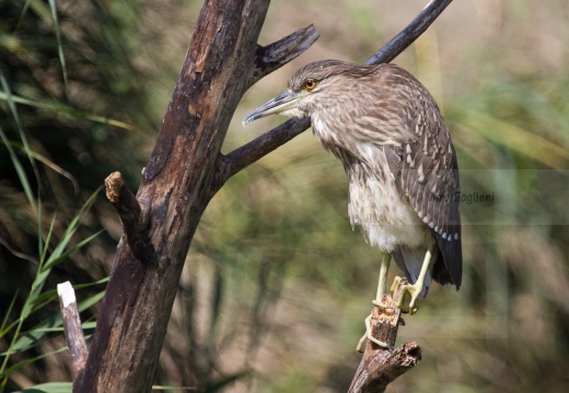 NITTICORA (Giovane) - Night Heron - Nycticorax nycticorax - Luogo: Oasi della Fitodepureazione “Le Meleghine” (MO) - Autore: Alvaro 