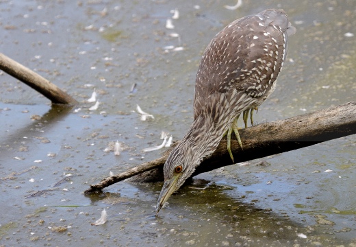 NITTICORA (Giovane) - Night Heron - Nycticorax nycticorax - Luogo: Oasi della Fitodepureazione “Le Meleghine” (MO) - Autore: Alvaro 
