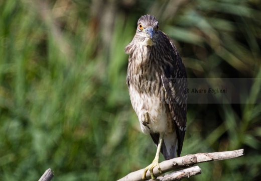 NITTICORA (Giovane) - Night Heron - Nycticorax nycticorax - Luogo: Oasi della Fitodepureazione “Le Meleghine” (MO) - Autore: Alvaro 