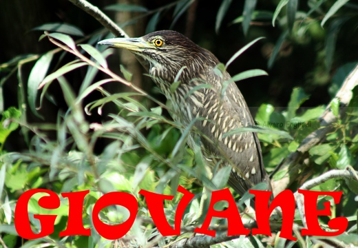 NITTICORA (Giovane) - Night Heron - Nycticorax nycticorax - Luogo: Oasi della Fitodepureazione “Le Meleghine” (MO) - Autore: Alvaro 