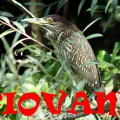 NITTICORA (Giovane) - Night Heron - Nycticorax nycticorax - Luogo: Oasi della Fitodepureazione “Le Meleghine” (MO) - Autore: Alvaro 