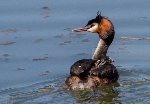 SVASSO MAGGIORE con i piccoli - Great Crested Grebe - Podiceps cristatus - Luogo: Palude della Luna - Acqualunga (BS) - Autore: Alvaro 