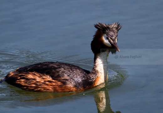 SVASSO MAGGIORE  - Great Crested Grebe - Podiceps cristatus - Luogo: Palude della Luna - Acqualunga (BS) - Autore: Alvaro 