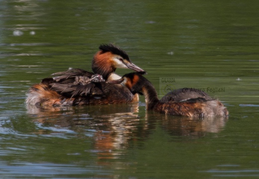 SVASSO MAGGIORE con i piccoli - Great Crested Grebe - Podiceps cristatus - Luogo: Palude della Luna - Acqualunga (BS) - Autore: Alvaro 