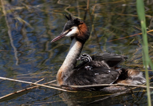 SVASSO MAGGIORE con i piccoli - Great Crested Grebe - Podiceps cristatus - Luogo: Palude della Luna - Acqualunga (BS) - Autore: Alvaro 