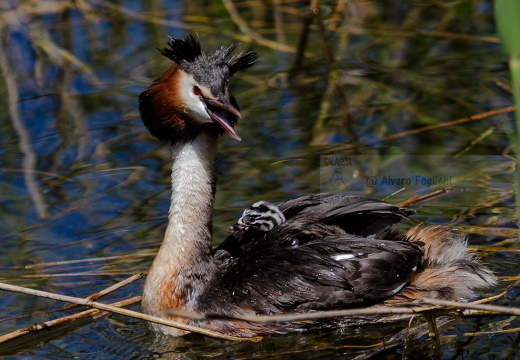 SVASSO MAGGIORE con i piccoli - Great Crested Grebe - Podiceps cristatus - Luogo: Palude della Luna - Acqualunga (BS) - Autore: Alvaro 