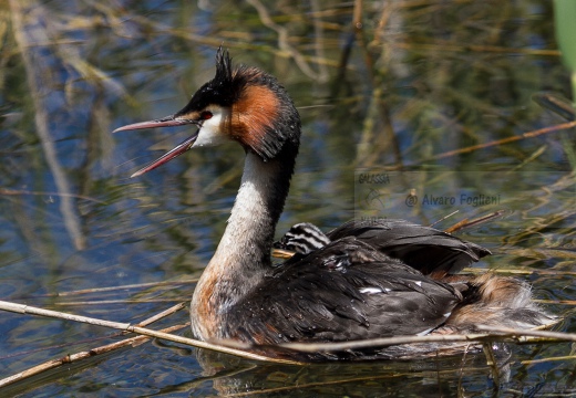 SVASSO MAGGIORE con i piccoli - Great Crested Grebe - Podiceps cristatus - Luogo: Palude della Luna - Acqualunga (BS) - Autore: Alvaro 