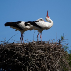 CICOGNA BIANCA - Accoppiamento al nido