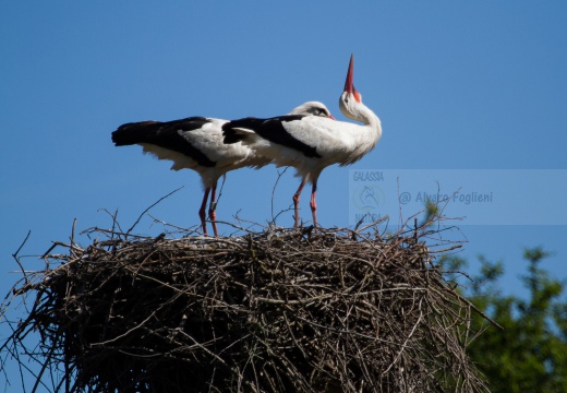  CICOGNA BIANCA - White Stork - Ciconia ciconia - Luogo: Colombara Ticino (PV) - Autore: Claudia