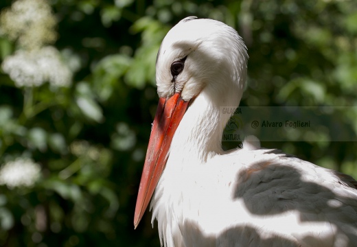  CICOGNA BIANCA - White Stork - Ciconia ciconia - Luogo: Colombara Ticino (PV) - Autore: Claudia