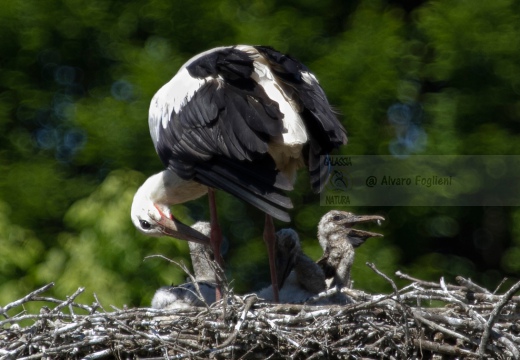  CICOGNA BIANCA - White Stork - Ciconia ciconia - Luogo: Colombara Ticino (PV) - Autore: Claudia