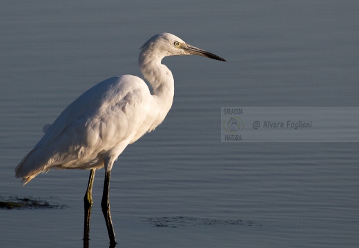 GARZETTA - Little Egret - Egretta garzetta - Luogo: Riserva naturale Diaccia Botrona (GR) - Autore: Claudia 