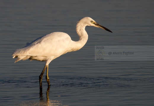 GARZETTA - Little Egret - Egretta garzetta - Luogo: Riserva naturale Diaccia Botrona (GR) - Autore: Claudia 