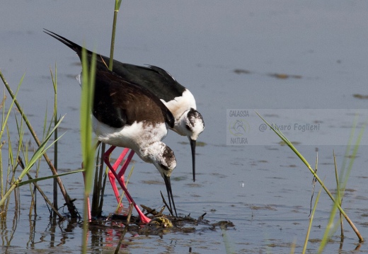 CAVALIERE D'ITALIA, Black-winged Stilt, Himantopus himantopus - Luogo: Oasi di Tivoli (MO) - Autore: Alvaro 