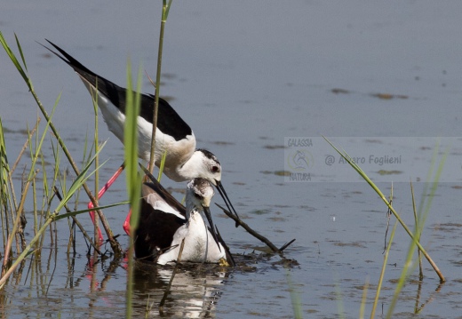CAVALIERE D'ITALIA, Black-winged Stilt, Himantopus himantopus - Luogo: Oasi di Tivoli (MO) - Autore: Alvaro 