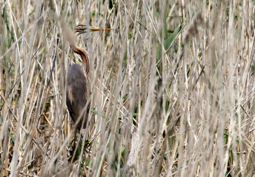 AIRONE ROSSO - Purple Heron - Ardea purpurea - Luogo: Oasi di Tivoli (MO) - Autore: Alvaro 