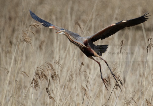 AIRONE ROSSO - Purple Heron - Ardea purpurea - Luogo: Oasi di Tivoli (MO) - Autore: Alvaro 