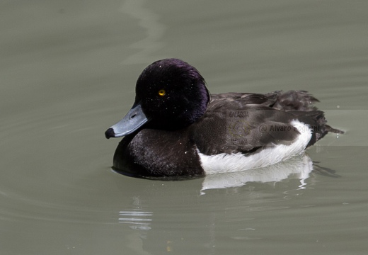 MORETTA - Tufted Duck - Aythya fuligula - Luogo: Fiume Adda - Calolziocorte (LC) - Autore: Alvaro 