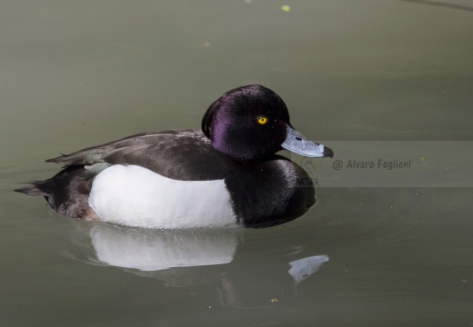 MORETTA - Tufted Duck - Aythya fuligula - Luogo: Fiume Adda - Calolziocorte (LC) - Autore: Alvaro 