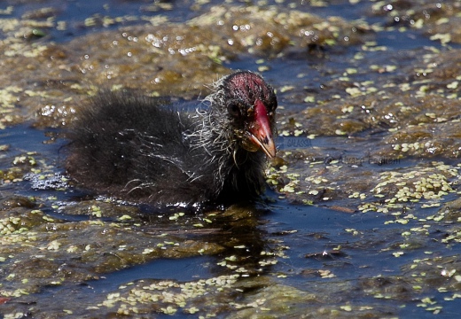 FOLAGA - Coot - Fulica atra - Luogo: Oasi di Tivoli  (MO) - Autore: Alvaro 