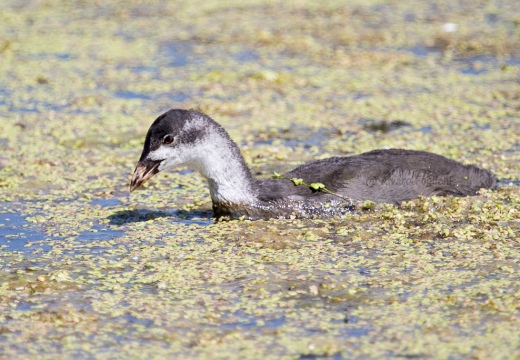 FOLAGA - Coot - Fulica atra - Luogo: Oasi di Tivoli  (MO) - Autore: Alvaro 