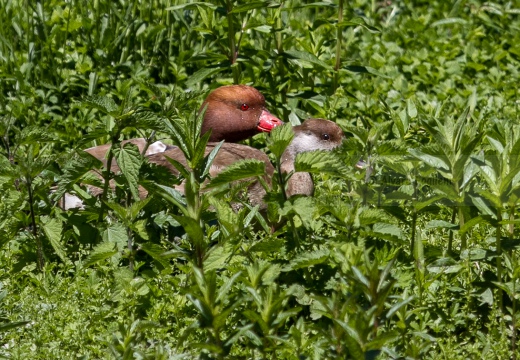FISTIONE TURCO - Red-crested Pochard - Netta rufina - Luogo: Parco delle Folaghe (PV) - Autore: Alvaro 