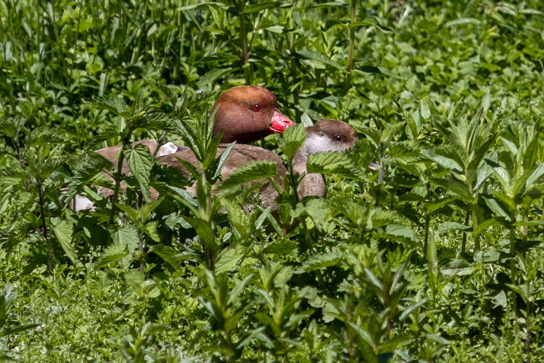 FISTIONE TURCO - Red-crested Pochard - Netta rufina - Luogo: Parco delle Folaghe (PV) - Autore: Alvaro 