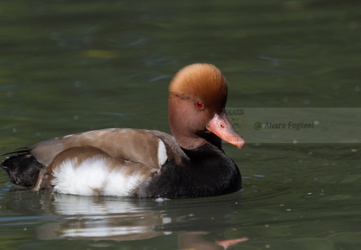 FISTIONE TURCO - Red-crested Pochard - Netta rufina - Luogo: Parco delle Folaghe (PV) - Autore: Alvaro 