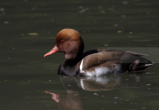 FISTIONE TURCO - Red-crested Pochard - Netta rufina - Luogo: Parco delle Folaghe (PV) - Autore: Alvaro 