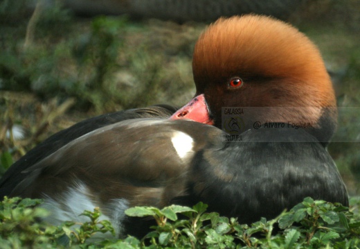 FISTIONE TURCO - Red-crested Pochard - Netta rufina - Luogo: Parco delle Folaghe (PV) - Autore: Alvaro 