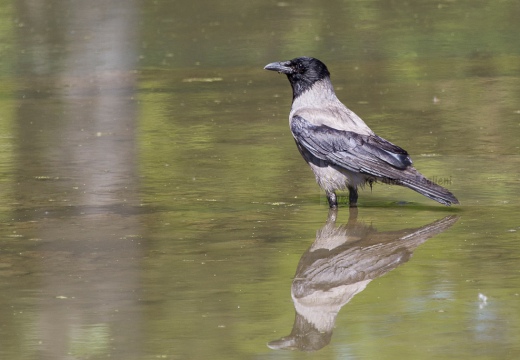 CORNACCHIA GRIGIA - Hooded Crow - Corvus corone cornix - Luogo: Vasche di fitodepurazione dell "Arnetta" - Castano Primo (MI) - Autore: Alvaro 