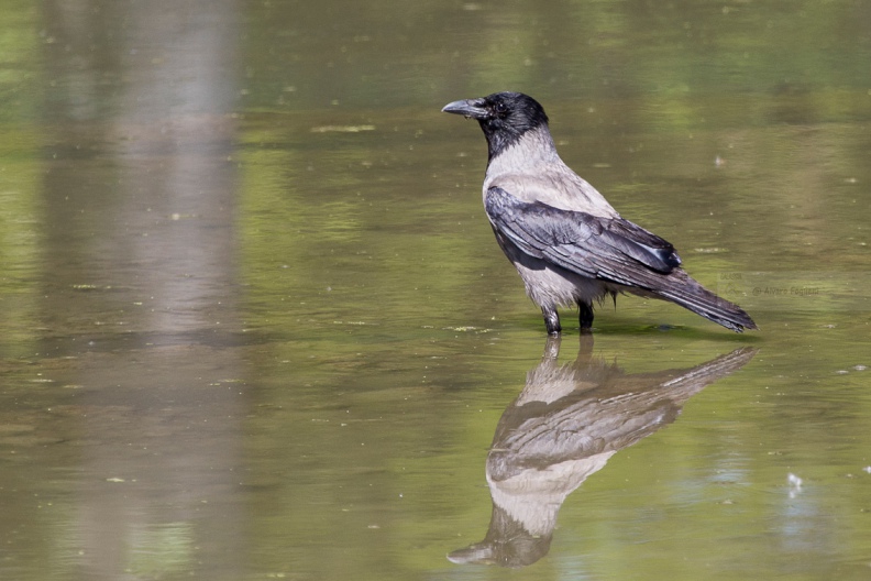 CORNACCHIA GRIGIA - Hooded Crow - Corvus corone cornix - Luogo: Vasche di fitodepurazione dell "Arnetta" - Castano Primo (MI) - Autore: Alvaro 