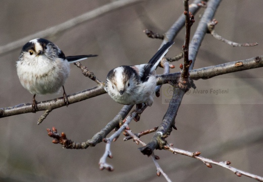 CODIBUGNOLO - Long-tailed Tit - Aegithalos caudatus - Luogo: Oasi di Lacchiarella (MI) - Autore: Alvaro