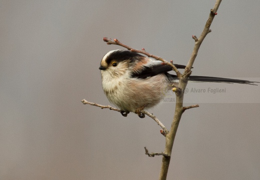 CODIBUGNOLO - Long-tailed Tit - Aegithalos caudatus - Luogo: Oasi di Lacchiarella (MI) - Autore: Alvaro