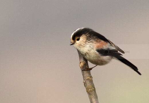 CODIBUGNOLO - Long-tailed Tit - Aegithalos caudatus - Luogo: Oasi di Lacchiarella (MI) - Autore: Alvaro