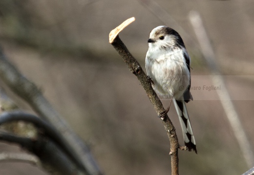 CODIBUGNOLO - Long-tailed Tit - Aegithalos caudatus - Luogo: Oasi di Lacchiarella (MI) - Autore: Alvaro