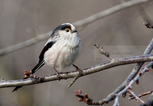 CODIBUGNOLO - Long-tailed Tit - Aegithalos caudatus - Luogo: Oasi di Lacchiarella (MI) - Autore: Alvaro