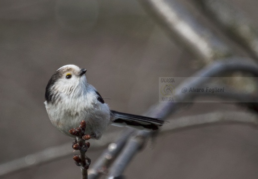 CODIBUGNOLO - Long-tailed Tit - Aegithalos caudatus - Luogo: Oasi di Lacchiarella (MI) - Autore: Alvaro