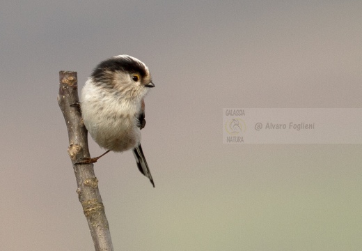 CODIBUGNOLO - Long-tailed Tit - Aegithalos caudatus - Luogo: Oasi di Lacchiarella (MI) - Autore: Alvaro
