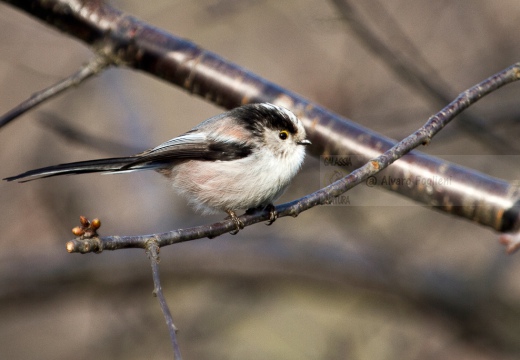 CODIBUGNOLO - Long-tailed Tit - Aegithalos caudatus - Luogo: Parco dei laghetti di Tolcinasco (MI) - Autore: Alvaro 