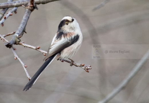 CODIBUGNOLO - Long-tailed Tit - Aegithalos caudatus - Luogo: Oasi di Lacchiarella (MI) - Autore: Alvaro