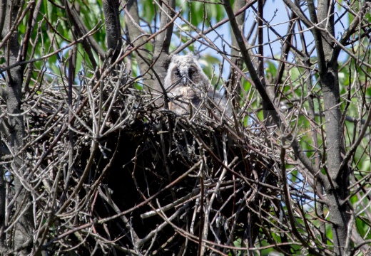 GUFO COMUNE (Pullus) - Long-eared Owl - Asio otus 