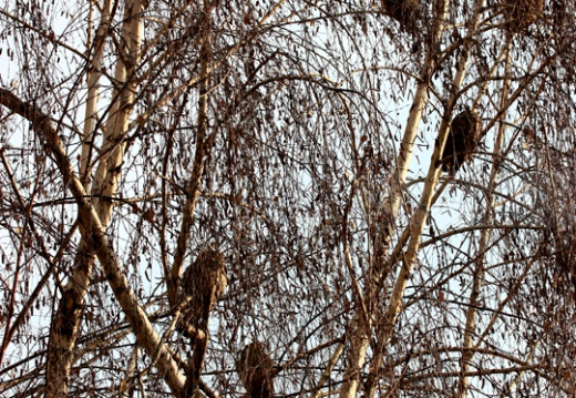 GUFO COMUNE; Long-eared Owl; Asio otus 