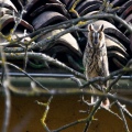 GUFO COMUNE - Long-eared Owl - Asio otus - Luogo: Castellazzo Novarese (NO) - Autore: Alvaro 