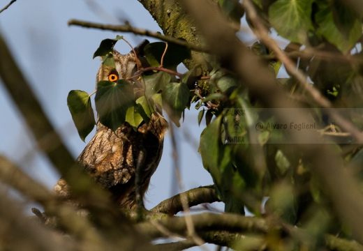 GUFO COMUNE - Long-eared Owl - Asio otus - Luogo: Castellazzo Novarese (NO) - Autore: Alvaro 