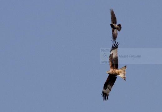 NIBBIO REALE , Red Kite, Milvus milvus - Luogo: Risaie novaresi (Castellazzo N.se) - Autore: Alvaro